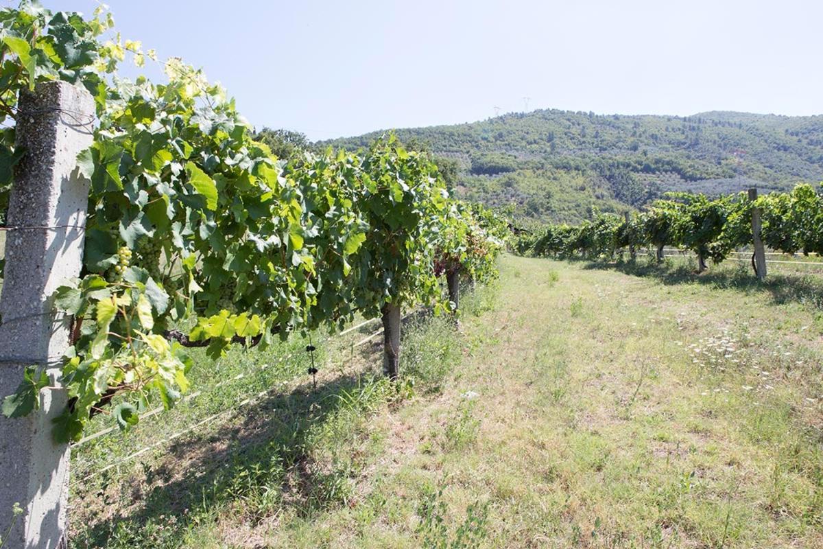 Agriturismo I Melograni Ferentillo Dış mekan fotoğraf
