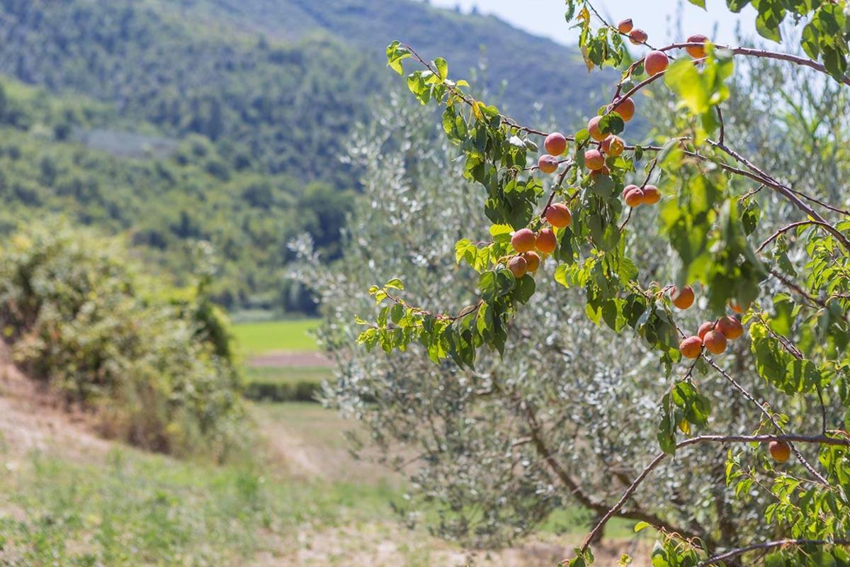 Agriturismo I Melograni Ferentillo Dış mekan fotoğraf