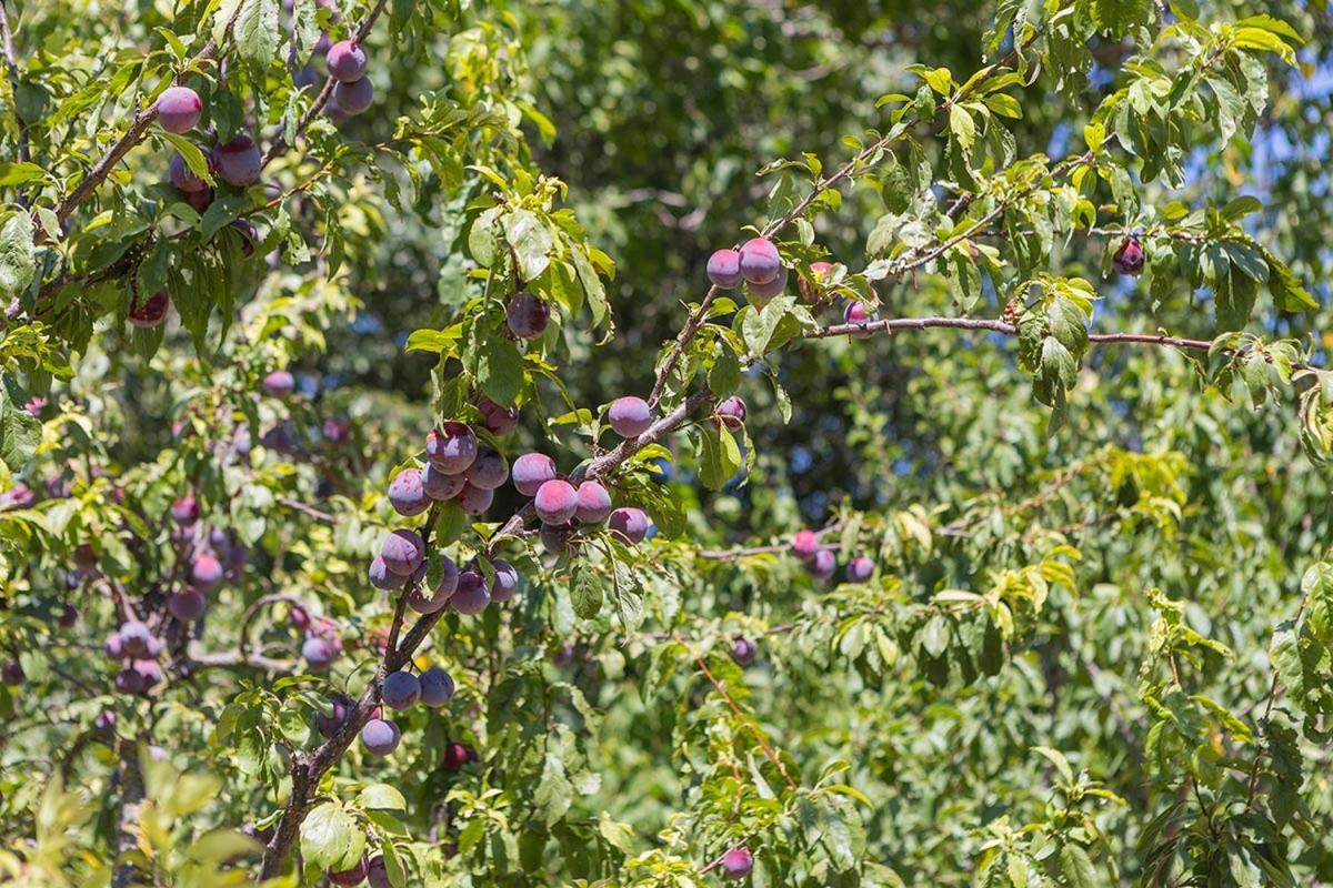 Agriturismo I Melograni Ferentillo Dış mekan fotoğraf